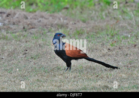 Mehr erholsam - Centopus Siriensis Stockfoto
