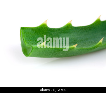 Aloe-Pflanze isoliert auf weiss Stockfoto