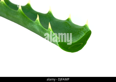 Aloe-Pflanze isoliert auf phite Stockfoto