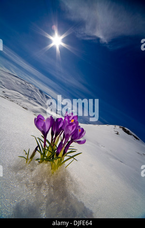 Krokus Blüte spähen Sie durch den Schnee im Frühling. Yunan Alaska. Stockfoto