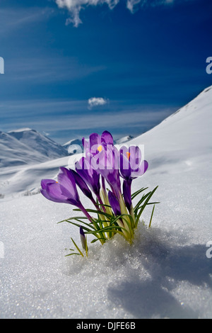 Krokus Blüte spähen Sie durch den Schnee im Frühjahr In Yunan Alaska. Stockfoto