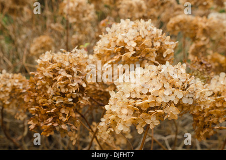 Masse des toten japanischen Hortensie Pflanzen machen eine natürliche getrocknete Blumen-Arrangement im Herbst Herbst orange Blüten-Köpfe Stockfoto