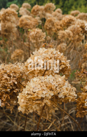 Masse des toten japanischen Hortensie Pflanzen machen eine natürliche getrocknete Blumen-Arrangement im Herbst Herbst orange Blüten-Köpfe Stockfoto