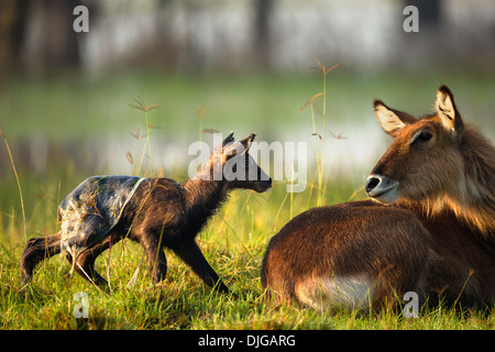 Wasserbock (Kobus Ellipsiprymnus) Mutter Reinigung neugeborenes Kalb. Lake Nakuru National Park.Kenya Stockfoto