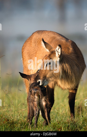 Wasserbock (Kobus Ellipsiprymnus) Mutter Reinigung neugeborenes Kalb. Lake Nakuru National Park.Kenya Stockfoto