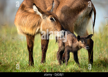 Wasserbock (Kobus Ellipsiprymnus) Mutter Reinigung neugeborenes Kalb. Lake Nakuru National Park.Kenya Stockfoto