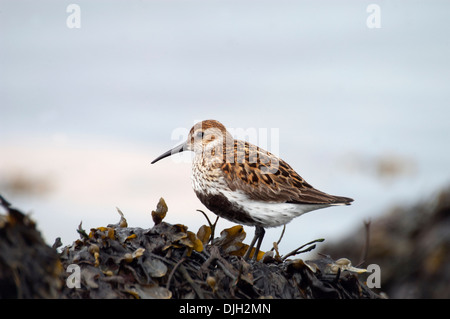 ein Alpenstrandläufer im Gefieder zwischen Felsen und Algen an der Küste Isle of Islay Schottland Zucht Stockfoto