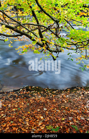 Herbstlaub überhängenden Fluß Nidd Nidd Schlucht in der Nähe von Knaresborough North Yorkshire England Stockfoto