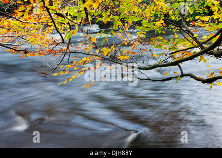 Fluß Nidd Nidd Schlucht in der Nähe von Knaresborough North Yorkshire England überhängenden Blätter im Herbst Stockfoto