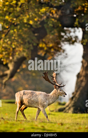 Ein Weißer Hirsch umgeben von Herbstfärbung im Wildpark des Weingutes Berkeley, Gloucestershire November UK Stockfoto