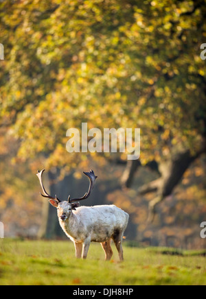 Ein Weißer Hirsch umgeben von Herbstfärbung im Wildpark des Weingutes Berkeley, Gloucestershire November UK Stockfoto