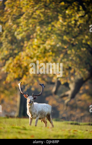 Ein Weißer Hirsch umgeben von Herbstfärbung im Wildpark des Weingutes Berkeley, Gloucestershire November UK Stockfoto