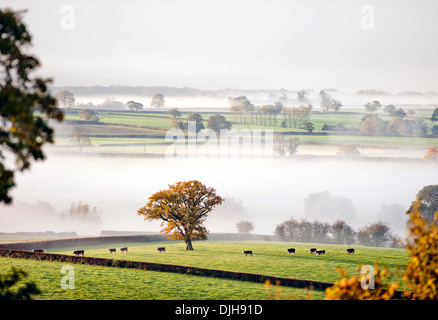 Grasende Kühen entstehen in Tageslicht an einem nebligen Morgen in der Nähe von Wotton unter Rand in den Gloucestershire Cotswolds UK Stockfoto