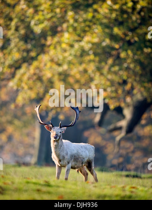 Ein Weißer Hirsch umgeben von Herbstfärbung im Wildpark des Weingutes Berkeley, Gloucestershire November UK Stockfoto