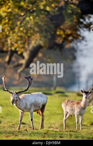 Ein Weißer Hirsch umgeben von Herbstfärbung im Wildpark des Weingutes Berkeley, Gloucestershire November UK Stockfoto