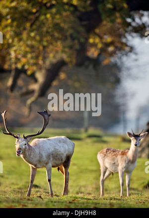 Ein Weißer Hirsch umgeben von Herbstfärbung im Wildpark des Weingutes Berkeley, Gloucestershire November UK Stockfoto