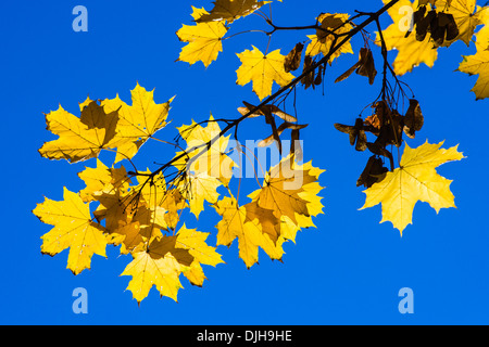 Oktober-Blues 2. Gelbe Blätter und schwarze Äste eines Baumes Ahorn vor dem Hintergrund des blauen Himmels Oktober Stockfoto