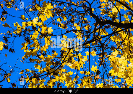 Oktober-Blues 3. Gelbe Blätter und schwarze Äste eines Baumes Ahorn vor dem Hintergrund des blauen Himmels Oktober Stockfoto