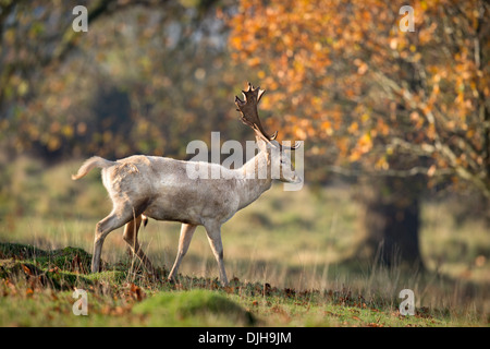 Ein Weißer Hirsch umgeben von Herbstfärbung im Wildpark des Weingutes Berkeley, Gloucestershire November UK Stockfoto