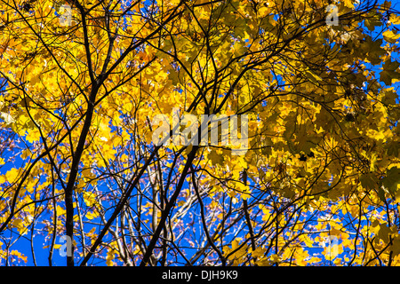 Oktober-Blues 4. Gelbe Blätter und schwarze Äste eines Baumes Ahorn vor dem Hintergrund des blauen Himmels Oktober Stockfoto