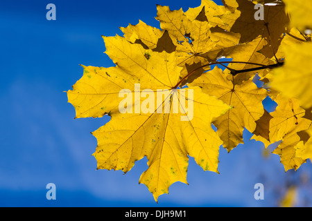 Oktober-Blues 5. Gelbe Blätter und schwarze Äste eines Baumes Ahorn vor dem Hintergrund des blauen Himmels Oktober Stockfoto