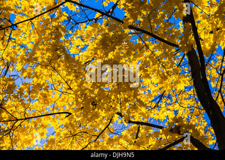 Oktober-Blues 6. Gelbe Blätter und schwarze Äste eines Baumes Ahorn vor dem Hintergrund des blauen Himmels Oktober Stockfoto