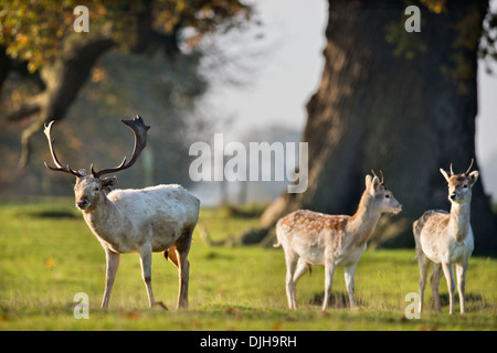 Ein Weißer Hirsch umgeben von Herbstfärbung im Wildpark des Weingutes Berkeley, Gloucestershire November UK Stockfoto