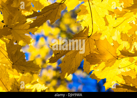 Oktober-Blues 11. Gelbe Blätter und schwarze Äste eines Baumes Ahorn vor dem Hintergrund des blauen Himmels Oktober Stockfoto