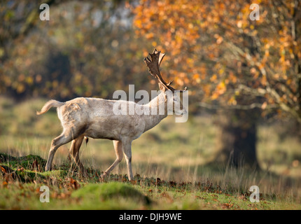 Ein Weißer Hirsch umgeben von Herbstfärbung im Wildpark des Weingutes Berkeley, Gloucestershire November UK Stockfoto