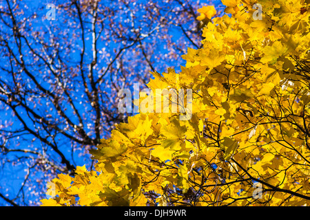 Oktober-Blues 12. Gelbe Blätter und schwarze Äste eines Baumes Ahorn vor dem Hintergrund des blauen Himmels in Oktober. Stockfoto