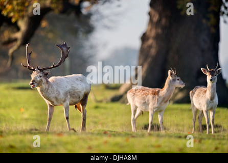 Ein Weißer Hirsch umgeben von Herbstfärbung im Wildpark des Weingutes Berkeley, Gloucestershire November UK Stockfoto