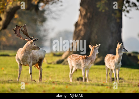 Ein Weißer Hirsch umgeben von Herbstfärbung im Wildpark des Weingutes Berkeley, Gloucestershire November UK Stockfoto