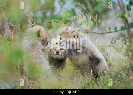 Gepard-jungen im Alter von drei Wochen Wartezeit ihrer Mutter in den Büschen versteckt. Masaï Mara, Kénya. Stockfoto