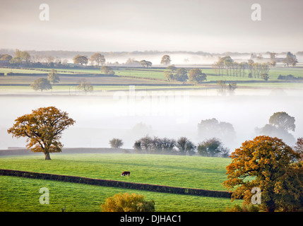 Grasende Kühen entstehen in Tageslicht an einem nebligen Morgen in der Nähe von Wotton unter Rand in den Gloucestershire Cotswolds UK Stockfoto