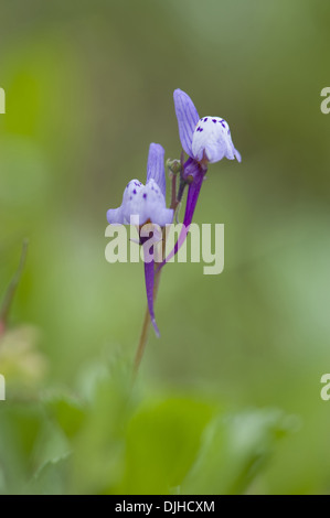 Algarve Leinkraut, Linaria algarviana Stockfoto