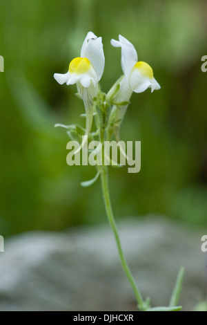 Alpen-Leinkraut, Linaria alpina Stockfoto