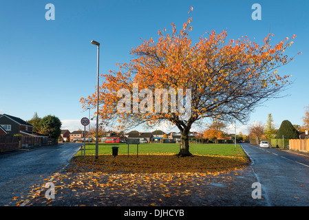 Blühende Kirschbäume Baum verliert Blätter im Herbst Stockfoto