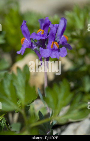 Alpen-Leinkraut, Linaria alpina Stockfoto