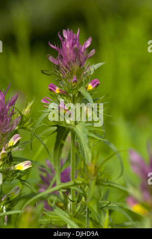 Ackerwachtelweizen, Melampyrum arvense Stockfoto