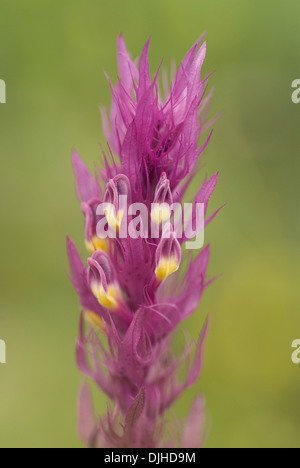 Ackerwachtelweizen, Melampyrum arvense Stockfoto