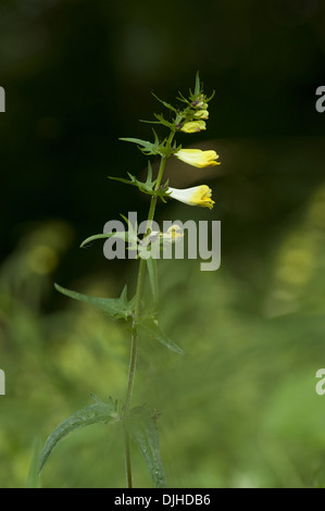 Kuh-Weichweizen, Melampyrum pratense Stockfoto