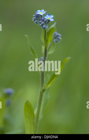 Alpine Vergissmeinnicht, Myosotis alpestris Stockfoto