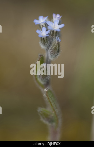 aufrecht Vergiss mich nicht, Myosotis Stricta Stockfoto