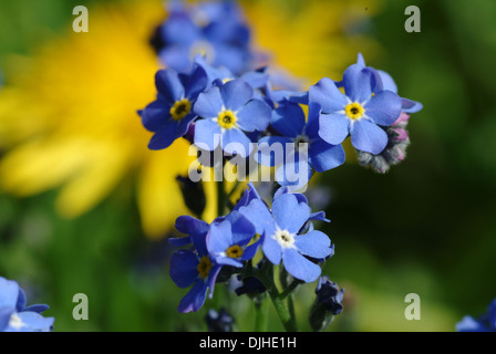 Holz, vergiss mich nicht, Myosotis Sylvatica Stockfoto