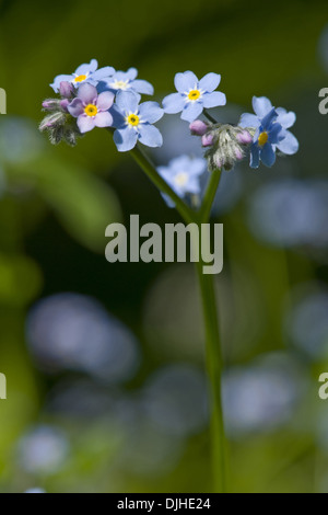 Holz, vergiss mich nicht, Myosotis Sylvatica Stockfoto