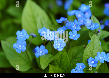 schleichende Navelwort, Omphalodes Verna Stockfoto