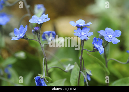 schleichende Navelwort, Omphalodes Verna Stockfoto