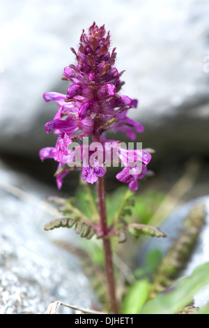 Läusekräuter, Pedicularis verticillata Stockfoto