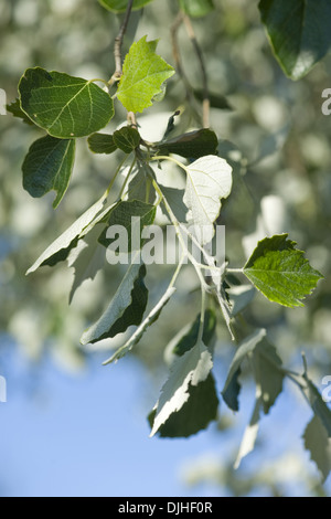 Silber-Pappel, Populus Alba Stockfoto