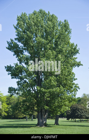 Schwarz-Pappel, Populus nigra Stockfoto